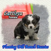 Cattleya, a female Toy Australian Shepherd for sale in Forestburg, TX – 3 of 5