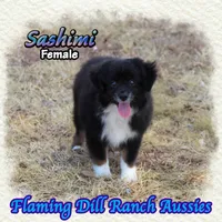 Sashimi, a female Toy Australian Shepherd for sale in Forestburg, TX – 4 of 5