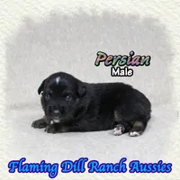 Persian, a male Miniature Australian Shepherd for sale in Forestburg, TX – 3 of 5