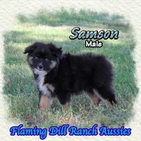 Samson, a male Miniature Australian Shepherd for sale in Forestburg, TX – 4 of 5