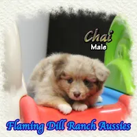 Chai, a male Toy Australian Shepherd for sale in Forestburg, TX – 4 of 5