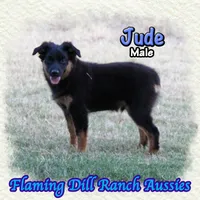 Jude, a male Miniature Australian Shepherd for sale in Forestburg, TX – 2 of 5