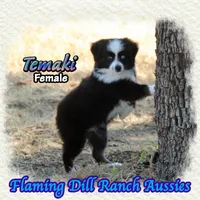 Temaki, a female Toy Australian Shepherd for sale in Forestburg, TX – 4 of 5