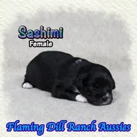 Sashimi, a female Toy Australian Shepherd for sale in Forestburg, TX – 3 of 5
