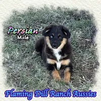 Persian, a male Miniature Australian Shepherd for sale in Forestburg, TX – 3 of 5