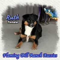 Ruth, a female Miniature Australian Shepherd for sale in Forestburg, TX – 3 of 5