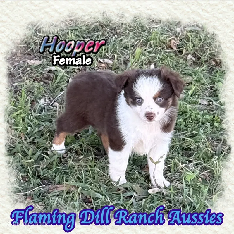 Hooper – Toy Australian Shepherd puppy for sale in Forestburg, TX