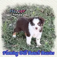 Hooper, a female Toy Australian Shepherd for sale in Forestburg, TX – 1 of 5