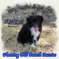 Sashimi, a female Toy Australian Shepherd for sale in Forestburg, TX – 3 of 5