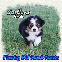 Cattleya, a female Toy Australian Shepherd for sale in Forestburg, TX – 2 of 5