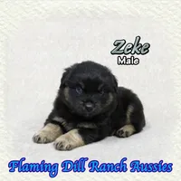 Zeke, a male Miniature Australian Shepherd for sale in Forestburg, TX – 2 of 5