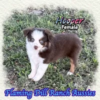 Hooper, a female Toy Australian Shepherd for sale in Forestburg, TX – 2 of 5