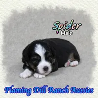 Spider, a male Toy Australian Shepherd for sale in Forestburg, TX – 2 of 5