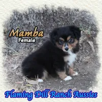 Mamba, a female Toy Australian Shepherd for sale in Forestburg, TX – 3 of 5