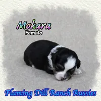 Mokara, a female Toy Australian Shepherd for sale in Forestburg, TX – 3 of 5