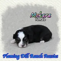 Mokara, a female Toy Australian Shepherd for sale in Forestburg, TX – 2 of 5