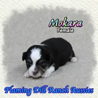 Mokara, a female Toy Australian Shepherd for sale in Forestburg, TX – 4 of 5