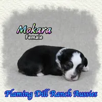 Mokara, a female Toy Australian Shepherd for sale in Forestburg, TX – 1 of 5