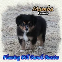 Mamba, a female Toy Australian Shepherd for sale in Forestburg, TX – 2 of 5
