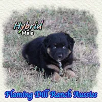 Hybrid, a male Miniature Australian Shepherd for sale in Forestburg, TX – 4 of 5