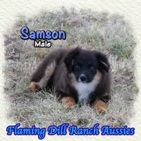 Samson, a male Miniature Australian Shepherd for sale in Forestburg, TX – 4 of 5