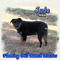 Jude, a male Miniature Australian Shepherd for sale in Forestburg, TX – 4 of 5