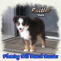 Rattler, a male Toy Australian Shepherd for sale in Forestburg, TX – 2 of 5
