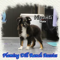 Visconti, a male Toy Australian Shepherd for sale in Forestburg, TX – Photo 2 of 5