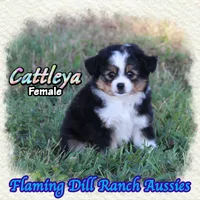 Cattleya, a female Toy Australian Shepherd for sale in Forestburg, TX – 3 of 5