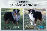 Alba, a female Miniature Australian Shepherd for sale in Forestburg, TX – 5 of 5