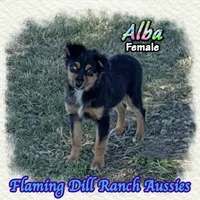 Alba, a female Miniature Australian Shepherd for sale in Forestburg, TX – 4 of 5