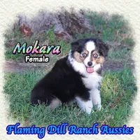 Mokara, a female Toy Australian Shepherd for sale in Forestburg, TX – 3 of 5
