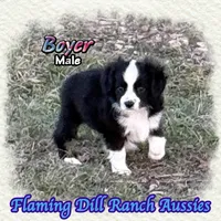 Boyer, a male Toy Australian Shepherd for sale in Forestburg, TX – 4 of 5