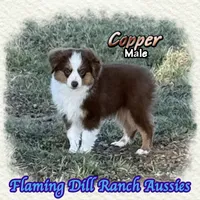 Copper, a male Toy Australian Shepherd for sale in Forestburg, TX – 2 of 5