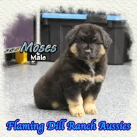 Moses, a male Miniature Australian Shepherd for sale in Forestburg, TX – 3 of 5