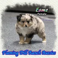 Esme, a female Toy Australian Shepherd for sale in Forestburg, TX – Photo 2 of 5