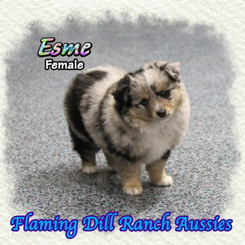 Esme – Toy Australian Shepherd puppy for sale in Forestburg, TX