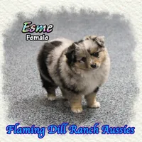 Esme, a female Toy Australian Shepherd for sale in Forestburg, TX – Photo 1 of 5