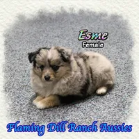 Esme, a female Toy Australian Shepherd for sale in Forestburg, TX – Photo 4 of 5