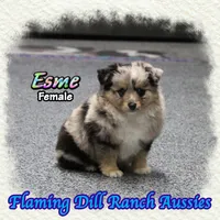 Esme, a female Toy Australian Shepherd for sale in Forestburg, TX – Photo 3 of 5
