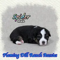 Spider, a male Toy Australian Shepherd for sale in Forestburg, TX – 3 of 5