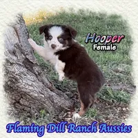 Hooper, a female Toy Australian Shepherd for sale in Forestburg, TX – 4 of 5