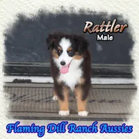Rattler, a male Toy Australian Shepherd for sale in Forestburg, TX – 4 of 5