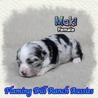 Maki, a female Toy Australian Shepherd for sale in Forestburg, TX – 4 of 5