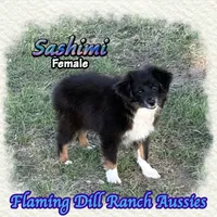 Sashimi, a female Toy Australian Shepherd for sale in Forestburg, TX – 4 of 5