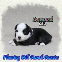 Damask, a male Miniature Australian Shepherd for sale in Forestburg, TX – 3 of 5