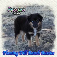 Persian, a male Miniature Australian Shepherd for sale in Forestburg, TX – 1 of 5