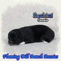 Sashimi, a female Toy Australian Shepherd for sale in Forestburg, TX – 2 of 5