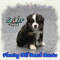 Spider, a male Toy Australian Shepherd for sale in Forestburg, TX – 3 of 5