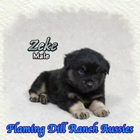 Zeke, a male Miniature Australian Shepherd for sale in Forestburg, TX – 1 of 5